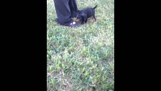 Chiot Jagdterrier