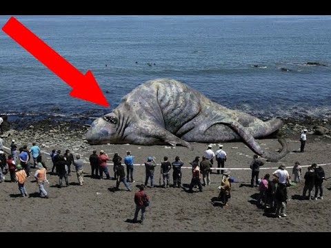 Most STRANGE Things Found On The Beach!