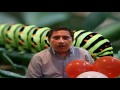 SIMPATICO GUSANO HECHO CON GLOBOS - NICE WORM MADE OF BALLOONS