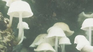 𝗢𝗻𝗮 𝗧𝗮𝗸ı𝗻𝘁ı𝗹ı 𝗔şı𝗸 𝗢𝗹 Türkçe Ug Subliminal