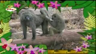Amanzing World Gorille Babytv
