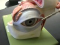 Eye 1 download mp3 dan video Eye 1
