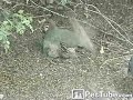 Birdie Surprise