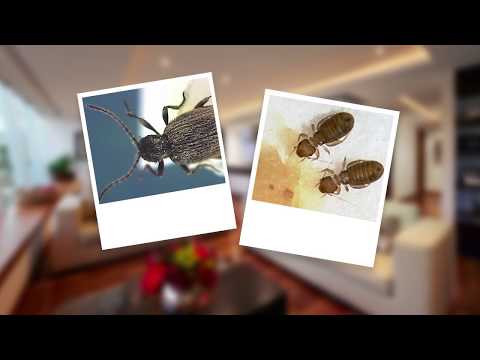 Video - How to Get Rid of Pantry Pests
