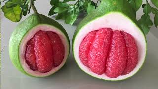 สวนส้มโอทับทิมสยามไร่สวัสดิ์สุข