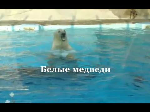 Полусидячее положение в коляске - Малыши до года - Женский форум Матриарх Когда можно сажать ребенка в прогулочную коляску: оптимальный возраст