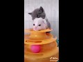 Tik tok dong vat hai hước vui nhộn p2