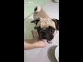 Tik tok dong vat hai hước vui nhộn p2