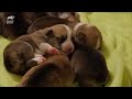 Corgi Pups Explore The World On Their Tiny Legs | Too Cute!