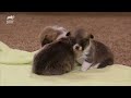 Corgi Pups Explore The World On Their Tiny Legs | Too Cute!