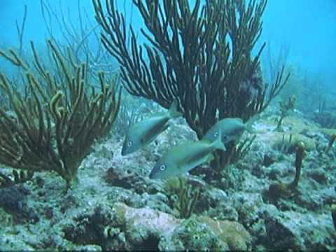 0 SCUBA Diving   Beach Dive off Hollywood Beach Florida