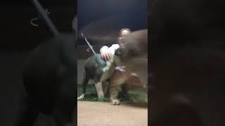 I Hope You Like It Bulldogs