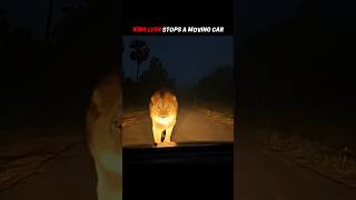 Lion Vs Other Animals Stop Car On The Road