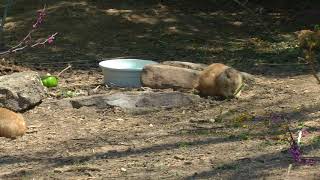 super cute black-tailed prairie dogs at the St. Louis Zoo in St. Louis, MO