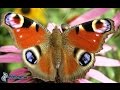 Mes Papillons - Butterfly in 4K - Nature - Ultra HD - Butterflies - 4K - WILDLIFE - Chill Music - 4K