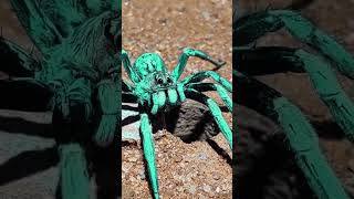 A Day In The Life Of The Carolina Wolf Spider