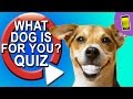 What Dog Should I Get? Take A Quiz What Dog Should I Get? Take A Quiz