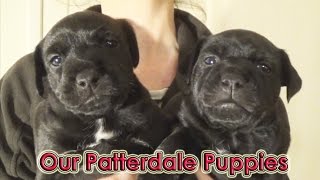 Patterdale Terrier Puppies Staring The Boys Plough & Linkage