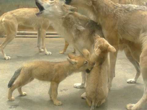 オオカミのあかちゃんたちと遠吠え 天王寺動物園 2010／5／27    WOLF