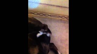 Tiger Licks His Foot