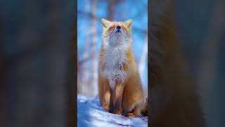 Beautiful White Fox In The Snow Majestic Wild Beauty Beautiful White Fox In The Snow