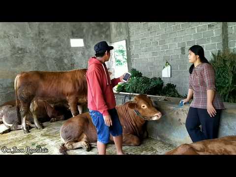 Peternak Sapi Wanita Kediri, Kandang Sapi Sederhana Bu Lika Supeerrr Mantul
