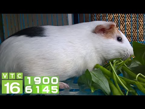 Chăn nuôi chuột lang, bọ ú: Lợi hay hại? | VTC16