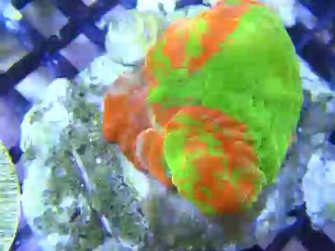 Atlantis Aquarium Live Corals 10/12/11 Current Availability As Of 10 12 11 Thought We 39 D Try Something New To Show What We Have Available...