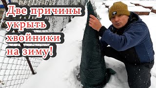 Укрываем Туи На Зиму- Как Это Сделать Легко И Надёжно.