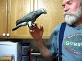 Jan. 2, 2010: Handling Timneh Babies - Birdie "Earthquakes"