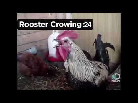 Death Metal Rooster Explained