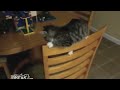 lolcats