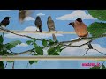 Video For Cats Show Your Kitty Telekat A Fun Movies ...