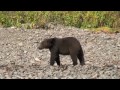 Video Brown Bear