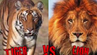 10 CRAZIEST Animal Fights Caught On Camera by Animalion