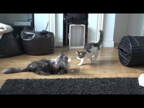 Maine Coon Kitten&#39;s Playing