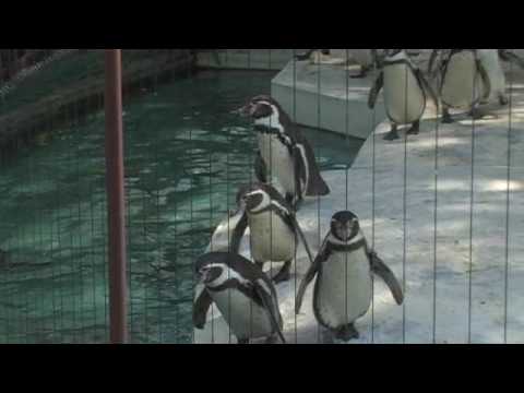 フンボルトペンギン＠天王寺動物園 Humboldt Penguin @Tennoji Zoo Osaka Japan