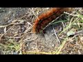 «Gata Peluda -Hylesia nigricans 2012-»