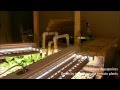 HD Indoor Aquaponics - Death by indeterminate tomato plants