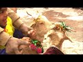 Tethering goats before killing it on Bakri-Id