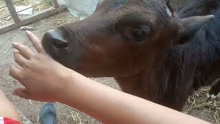 Cow Licking Feet Viral Video
