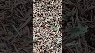 Les Fourmis Capturant Un Insecte