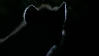 The Wolves Attack - Prehistoric Park Episode 2