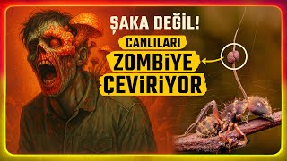 Zihni Ele Geçiren Zombi̇ Mantari Ve Korkunç Zekası
