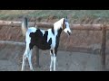 American Paint Horse "Lovely"