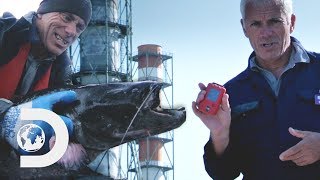 Jeremy Catches A Chernobyl Catfish That Has 16X More Radiation Than The Usual Level | River Monsters