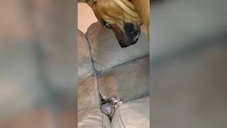 18 Funniest Cat vs Dog Home Videos Weekly Compilation of 2016 Funny Pet Videos