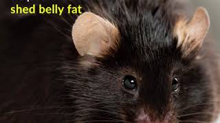 Antidepressant Found To Reduce Belly Fat In Older Mice