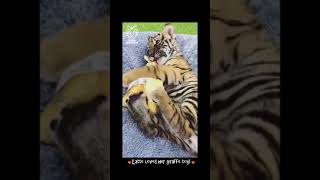 Tiger Cub Latte plays with her best friend! - Tiger Kingdom Phuket