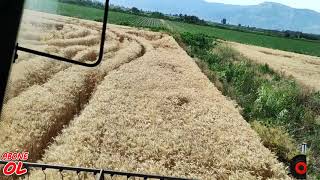 Bu yılın en verimli buğdayını biçiyoruz dekara 1 ton. Ekim teknikleri nedir?